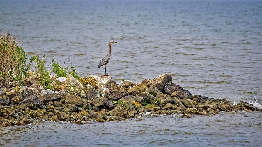 Chesapeake Bay Great Blue Heron Photograph by Patrick Wolf
