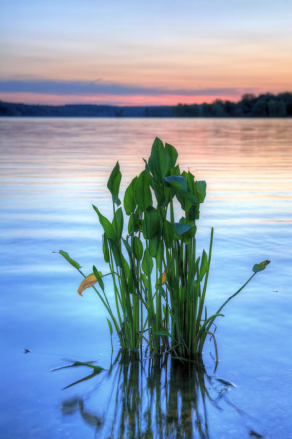 Lily Photograph - Chesapeake Bay by JC Findley