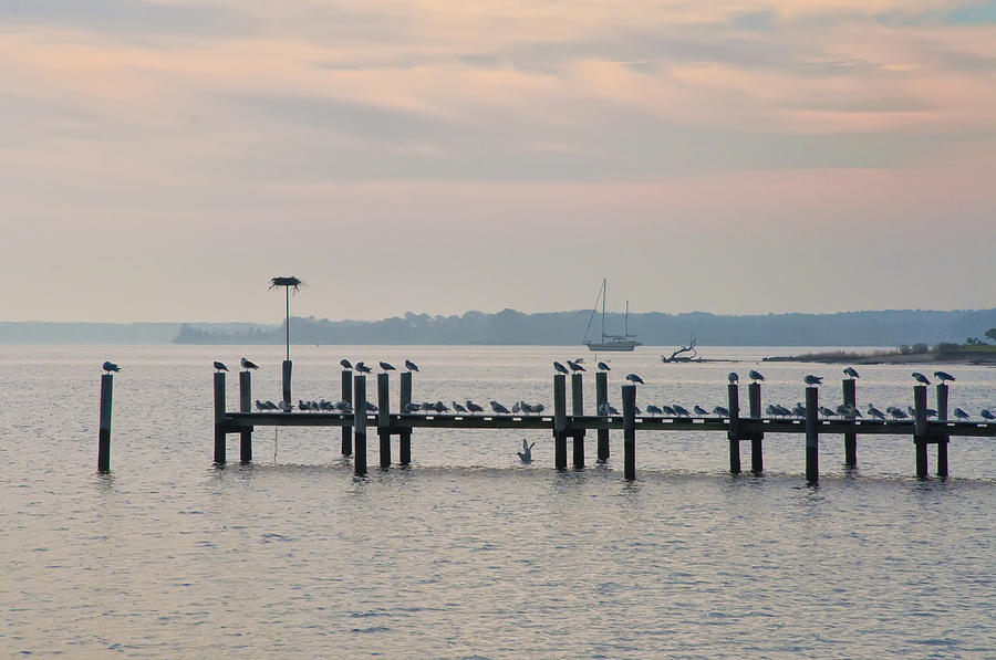 Chesapeake Seagulls Photograph by Bill Cannon