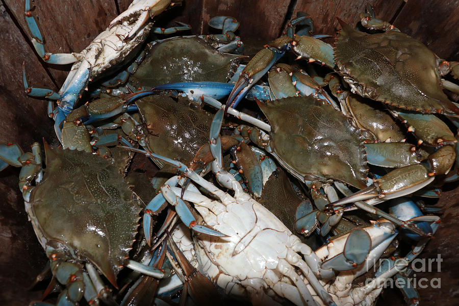 Chesepeake Blue Crabs Photograph by Thomas Marchessault