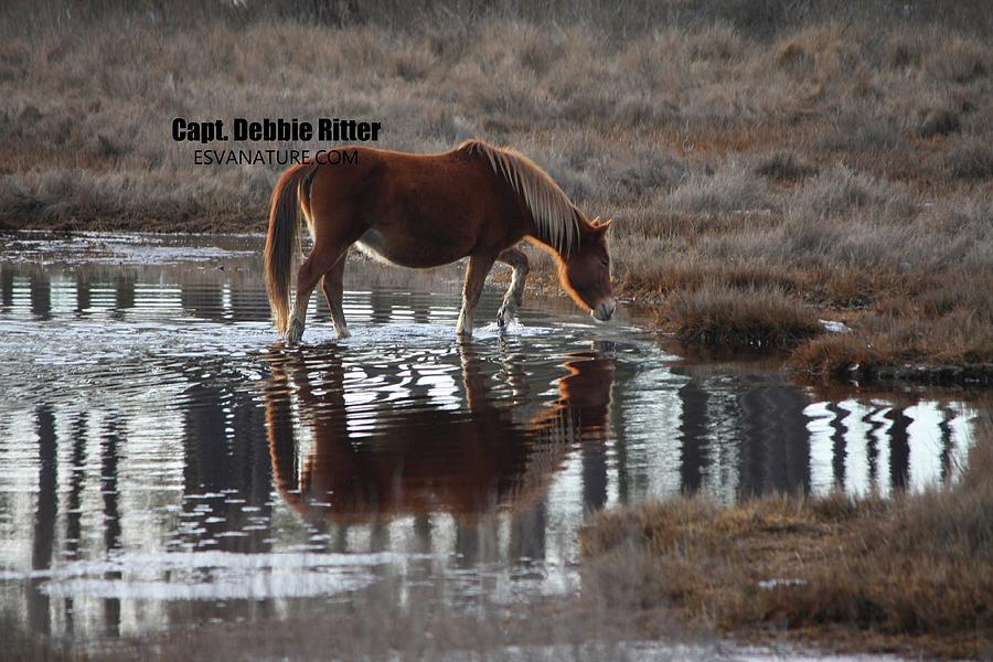 Wild Horse Photograph - Chesnut Reflections by Captain Debbie Ritter