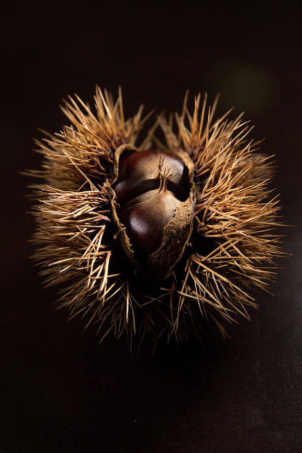 chest Nut Photograph by Hyuntae Kim