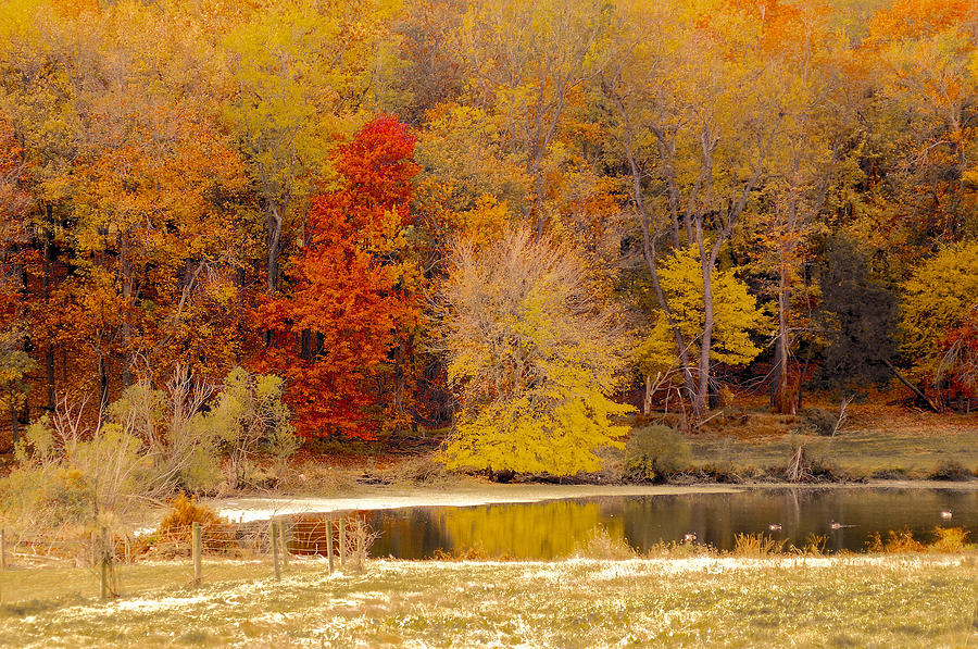 Chester County Duck Pond Photograph by Susan Maxwell Schmidt