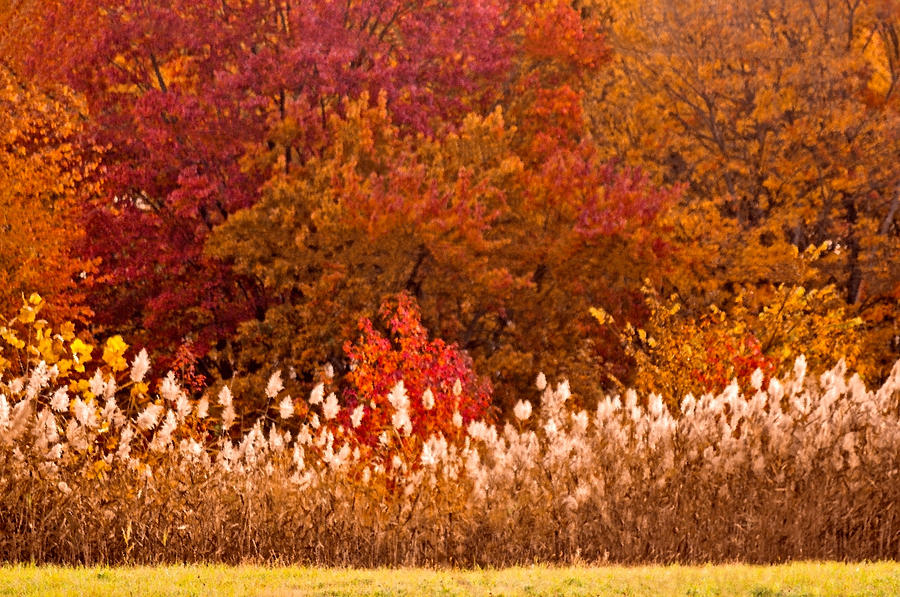 Chester County Fall Foliage Photograph by Susan Maxwell Schmidt