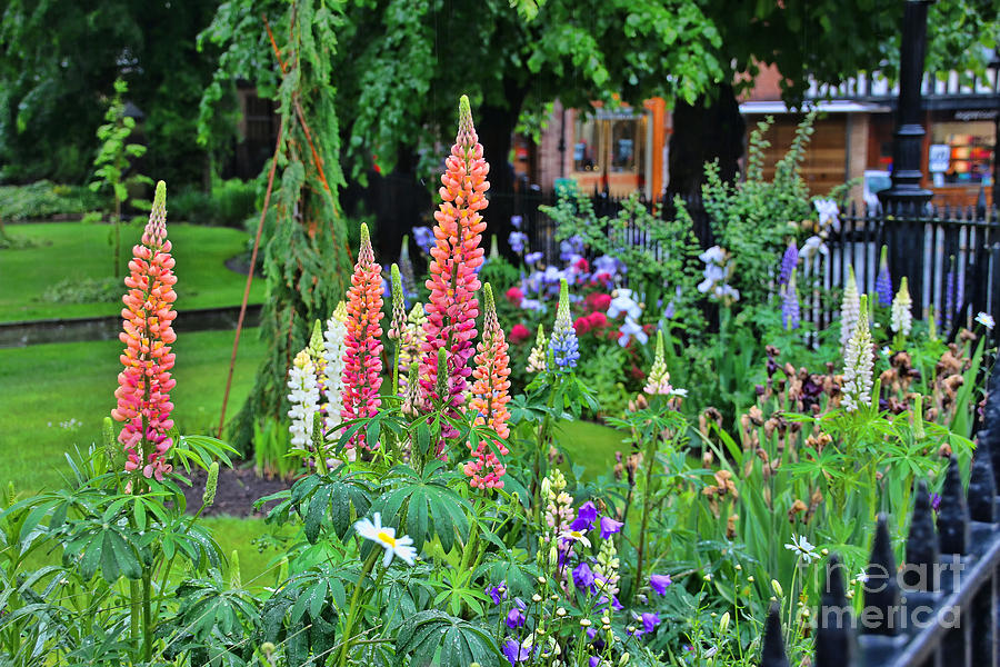 Chester England Lupines  6830 Photograph by Jack Schultz