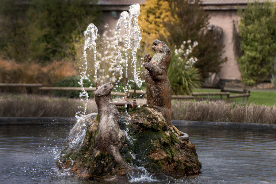 Otters in the Garden Photograph by Doc Braham