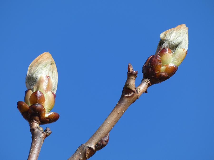 Chestnud buds Photograph by Ingrid Huetten - Fine Art America