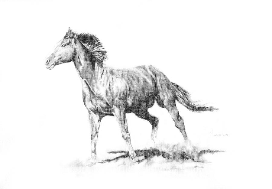 Chestnut At Liberty Drawing by Margaux Cornelissen