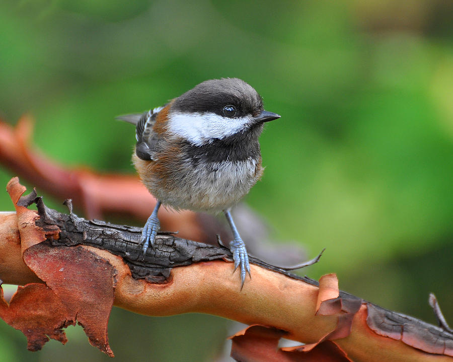 Chestnut-backed Chickadee Photograph by Carl Olsen