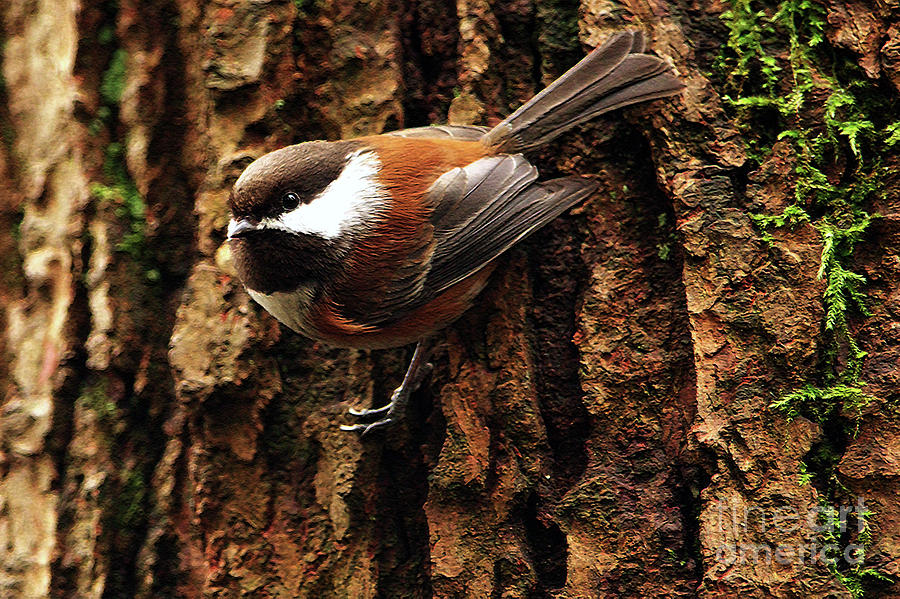 Chestnut-backed Chickadee on Tree Trunk Photograph by Sharon Talson