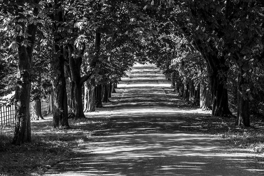 Chestnut Canopy Photograph by Hazy Apple
