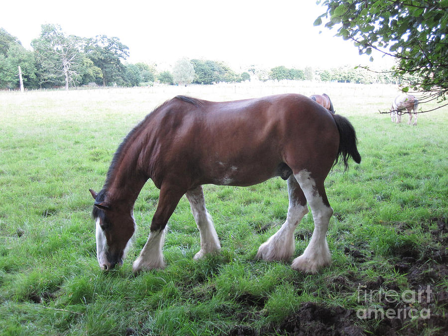 Horse Photograph - Chestnut Clydesdale by Brandy Woods