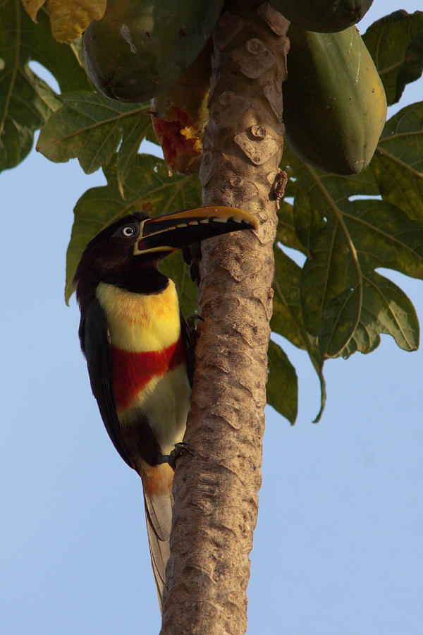 Chestnut-eared Aracari In Papaya Tree Photograph
