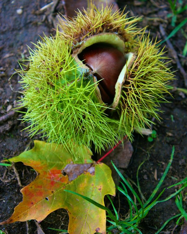 Chestnut Fresh from the Tree Photograph by Polly Castor