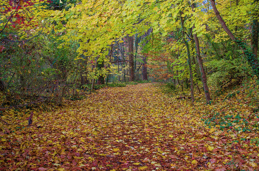 Chestnut Hill - Autumn Carpet Photograph by Bill Cannon