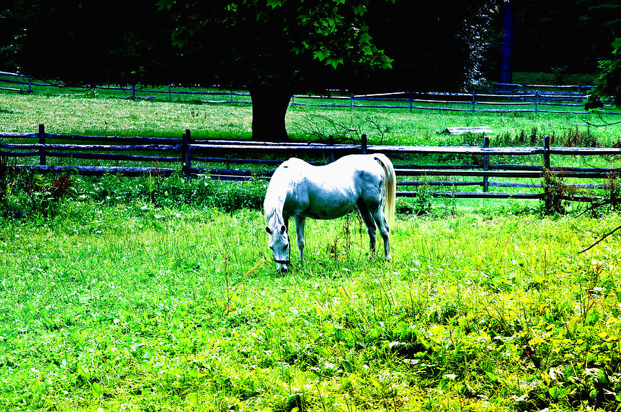 Chestnut Hill Horse Photograph by Bill Cannon