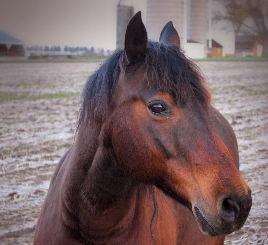 Chestnut Horse Photograph by Bonfire Photography