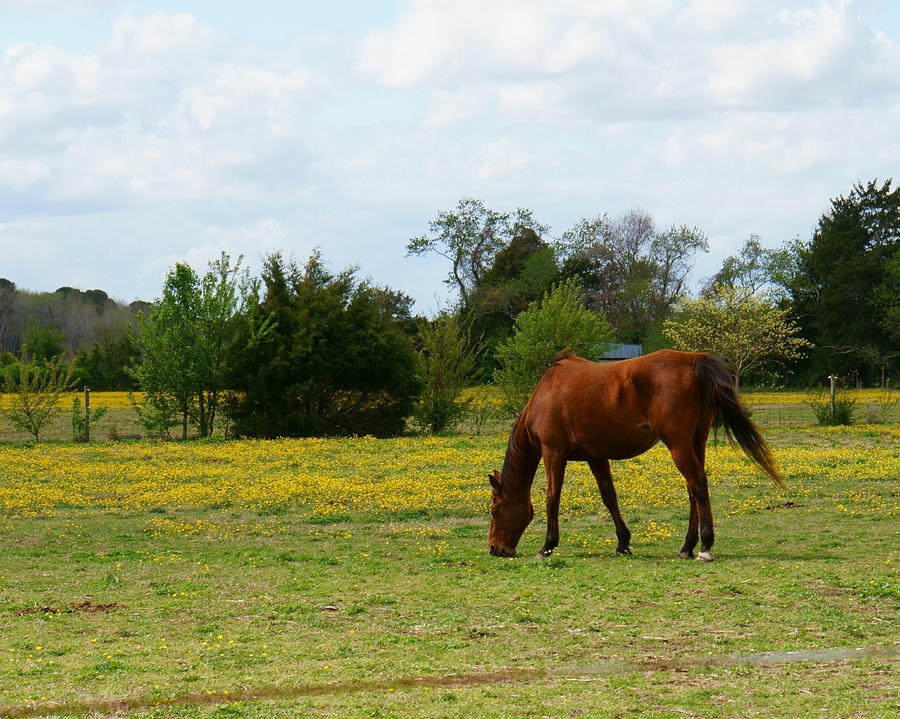 Chestnut Horse in Buttercup Field Photograph by Katy Hawk