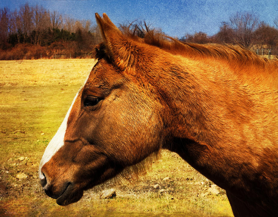 Chestnut Horse  Photograph by Shawna Rowe