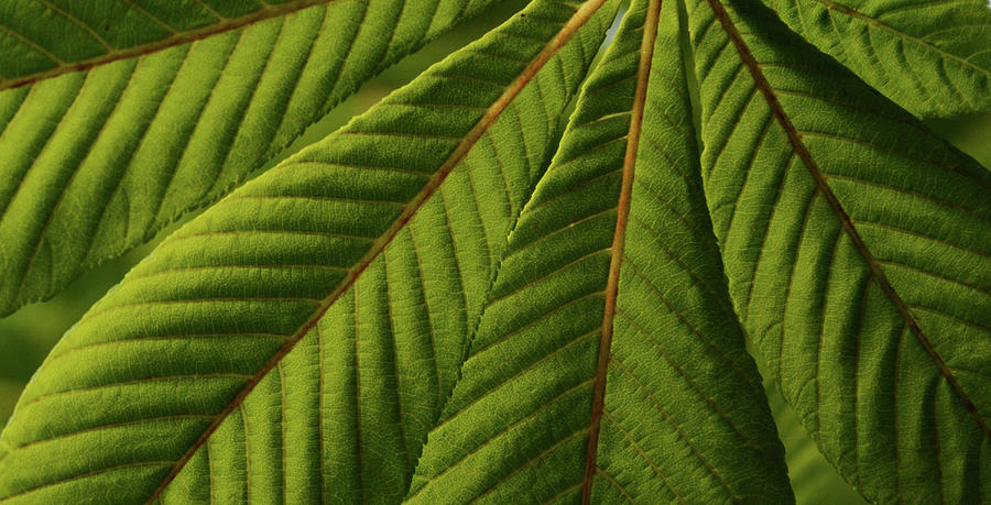 Chestnut Leaves Green Photograph by Whispering Peaks Photography