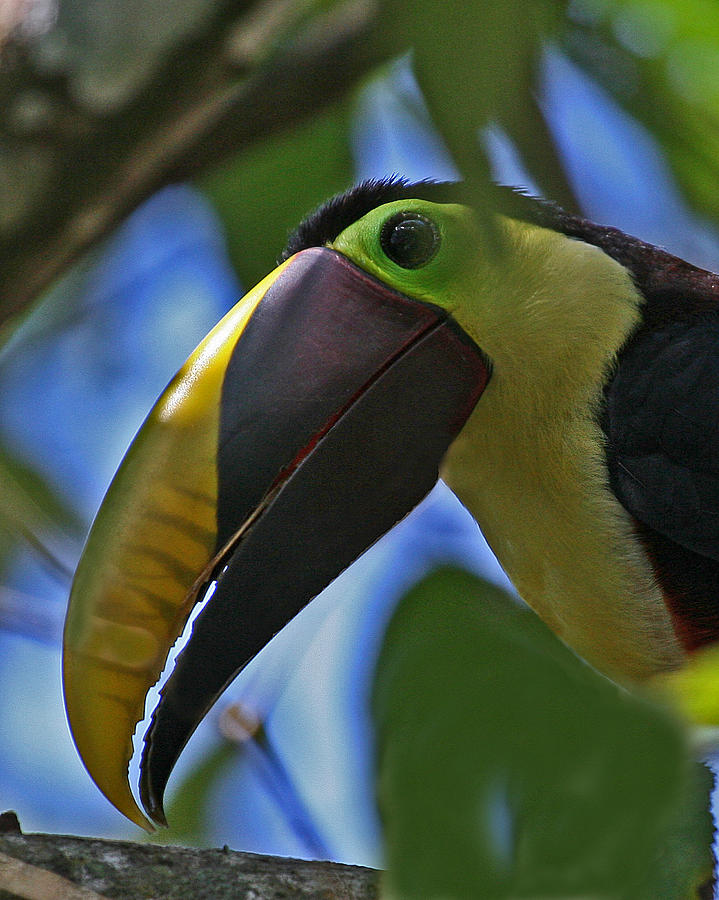 chestnut mandibled toucan