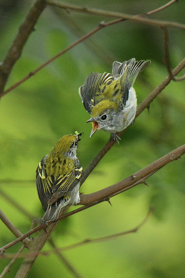 Chestnut-sided Warbler Being Fed Photograph by Alan Lenk