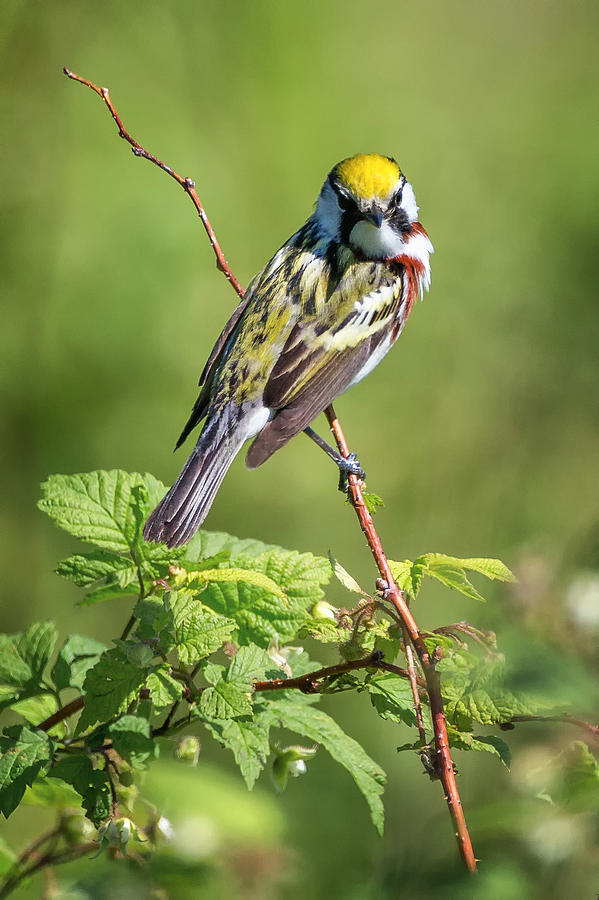 Warbler Photograph - Chestnut Sided Warbler by Bill Wakeley