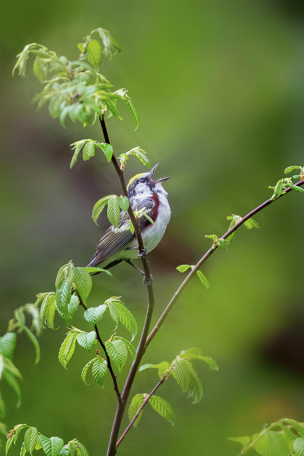 Nature Photograph - Chestnut Sided Warbler Calling by Bill Wakeley