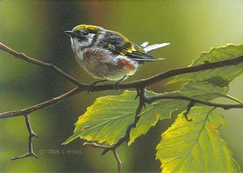 Bird Painting - Chestnut sided Warbler by Derek Wicks