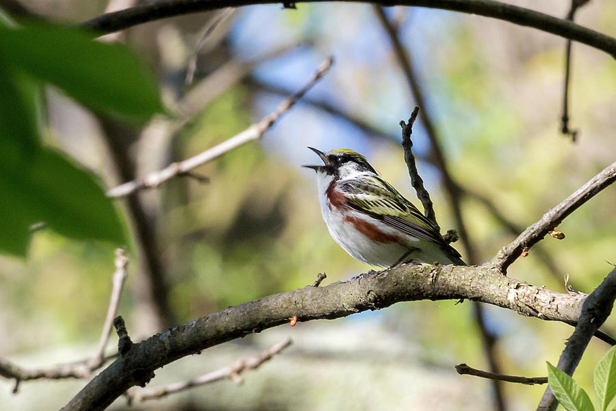 Bird Photograph - Chestnut Sided Warbler - Magee Marsh, Ohio by Jack R Perry