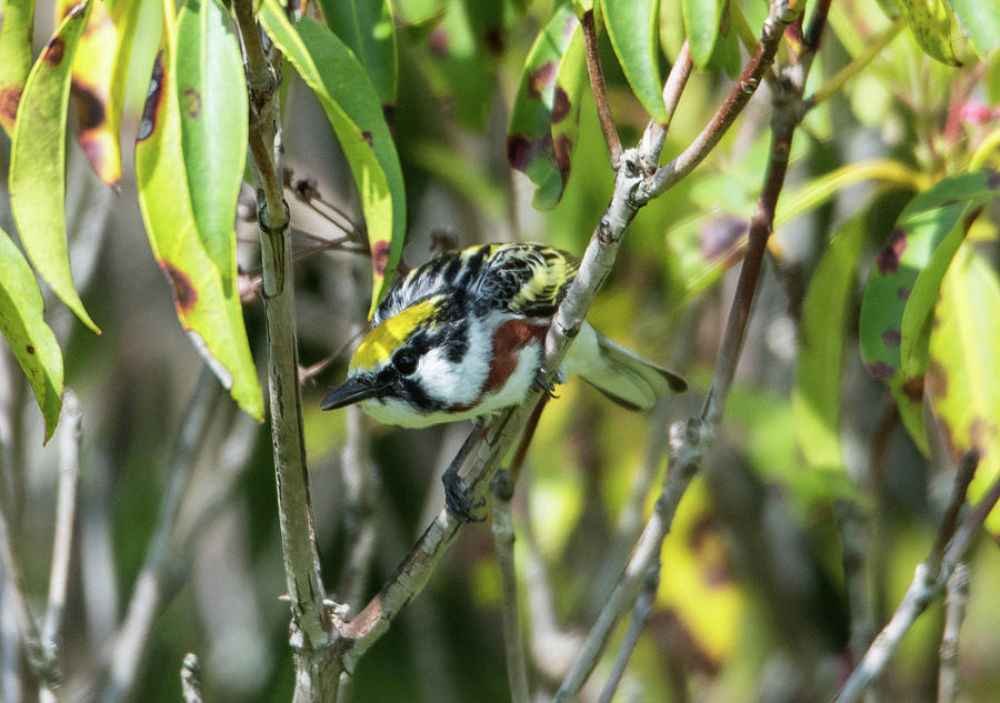 Chestnut sided warbler Photograph by Sallie Woodring - Fine Art America