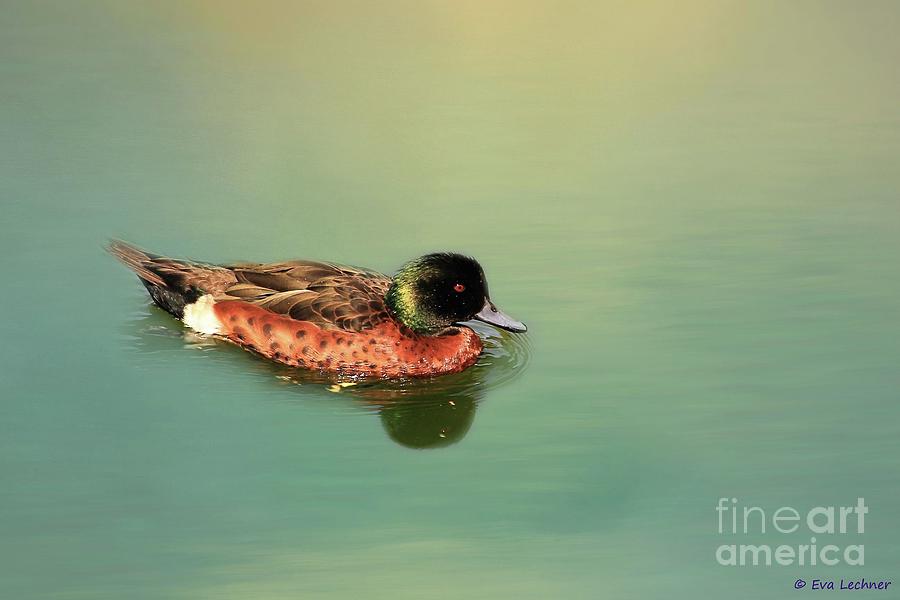 Chestnut Teal Swimming Photograph by Eva Lechner