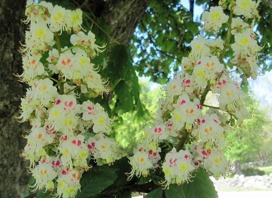 Chestnut Tree Flowers Photograph by Paul Meinerth