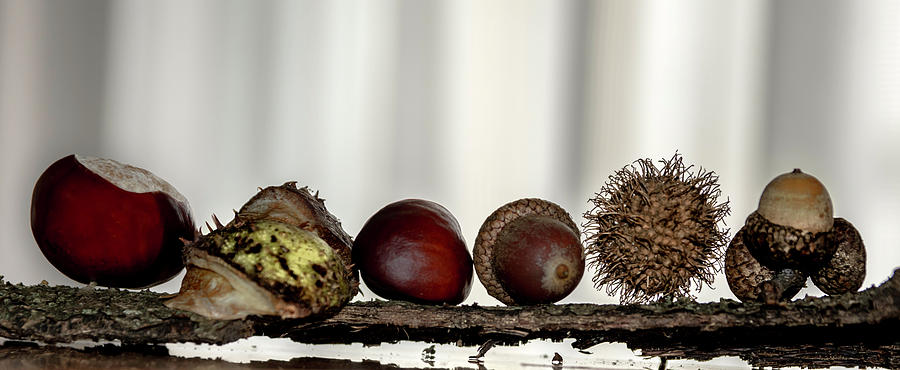 Chestnuts and Acorns Photograph by Wolfgang Stocker