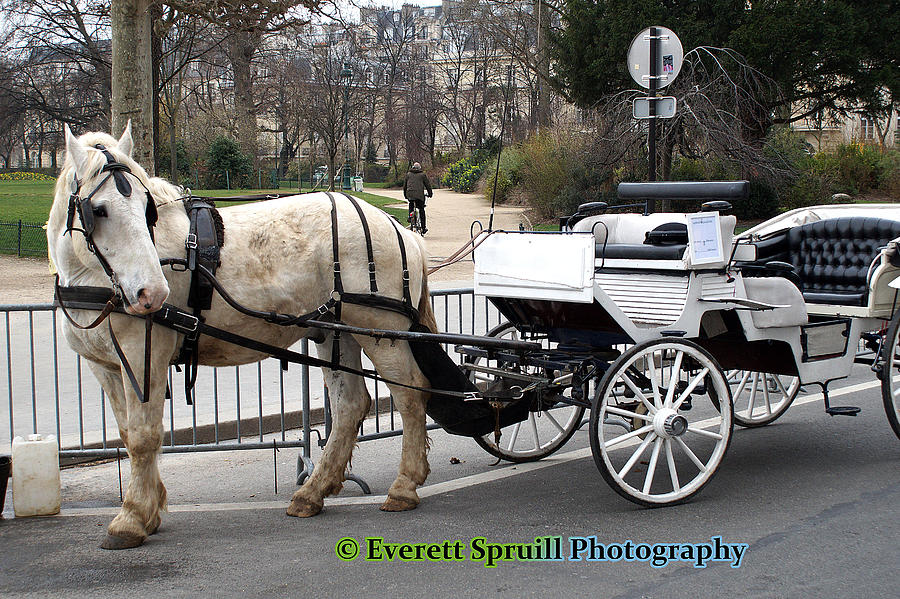 Cheval et le Transport - Paris France Photograph by Everett Spruill