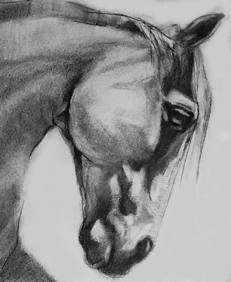 Cheval Horse Classic Graphite Charcoal Drawing Drawing by Michele