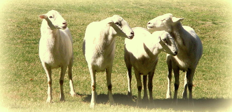 Cheviot Sheep Photograph by Kathy Barney