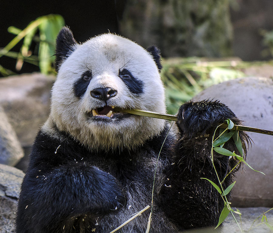 Chewing The Bamboo Photograph by William Bitman