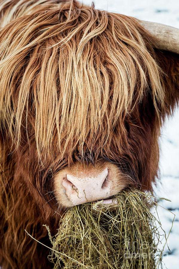 Cow Photograph - Chewing The Cud by Tim Gainey