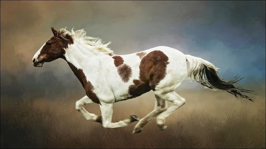 Horse Photograph - Cheyenne, Barrel Racer by Zayne Diamond