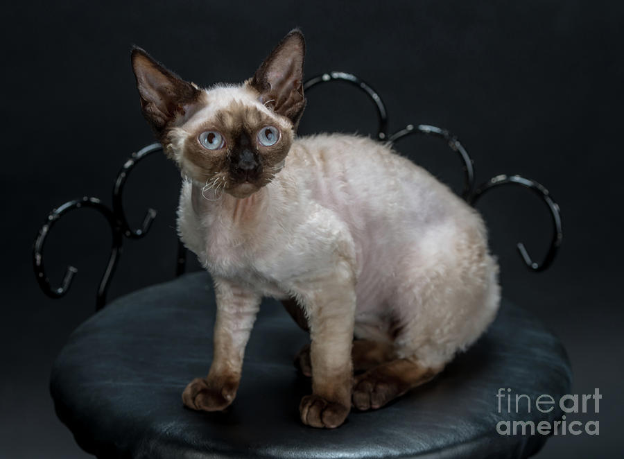 Chia - A Purebred Devon Rex Kitten -2 Photograph