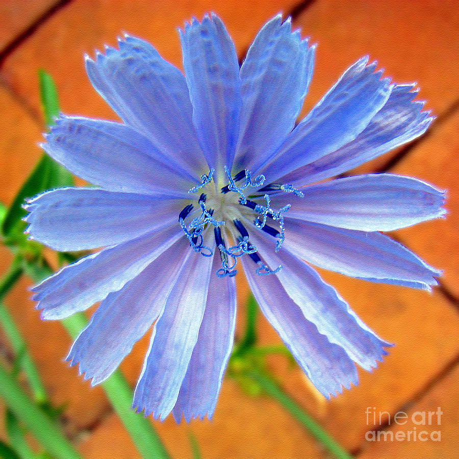 Chic Chic Chicory Photograph by Sue Melvin