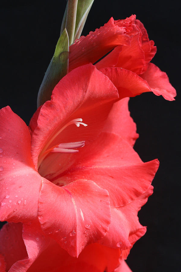 Chic Gladiolus Photograph by Tammy Pool