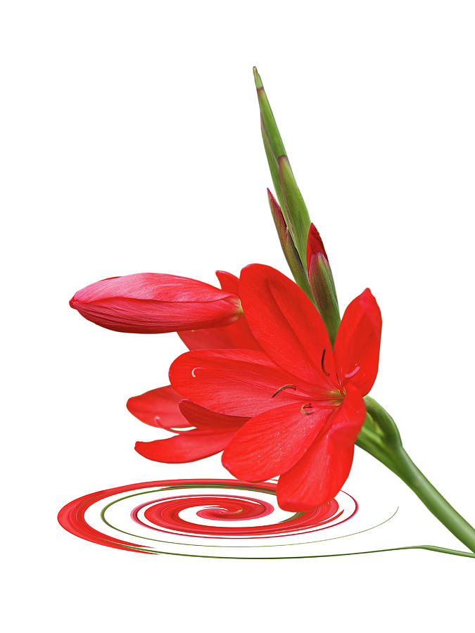 Chic Ritzy Red Lily On White Photograph by Gill Billington