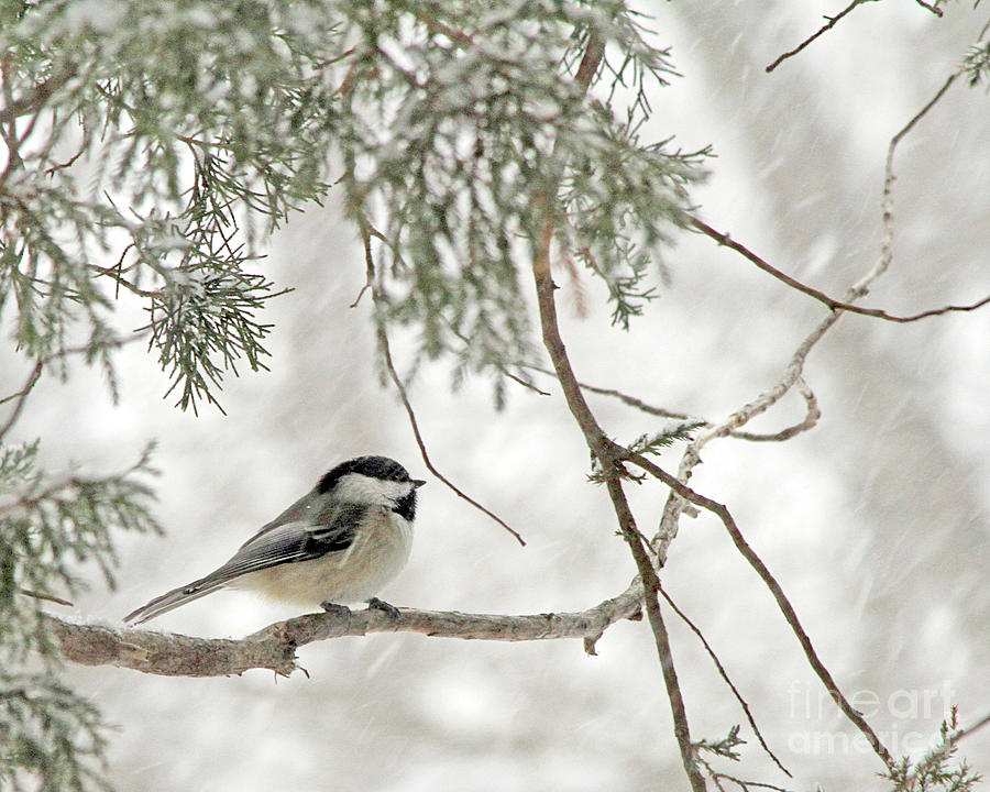 Chicadee in a Snow Storm  Photograph by Paula Guttilla
