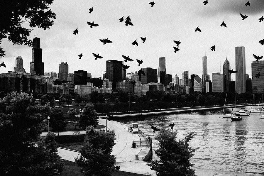 Image result for Birds flying over chicago