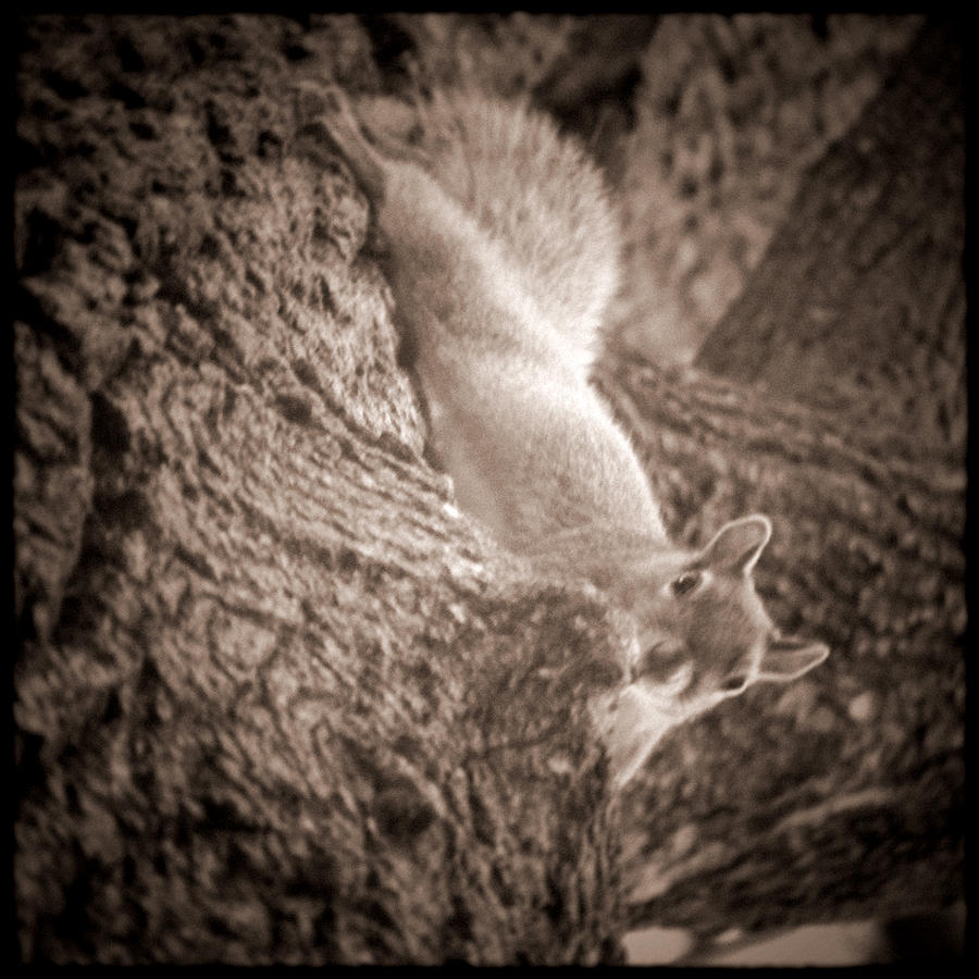 Chicago Squirrel Photograph by Kyle Hanson
