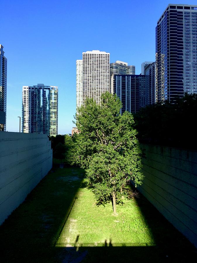 Chicago Tree Spotlight Photograph