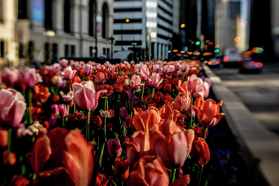 Chicago Tulips in morning sun  Photograph by Sven Brogren