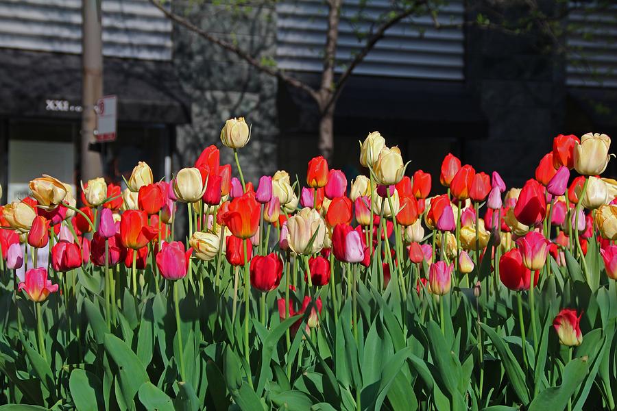 Chicago Tulips Photograph by Michiale Schneider